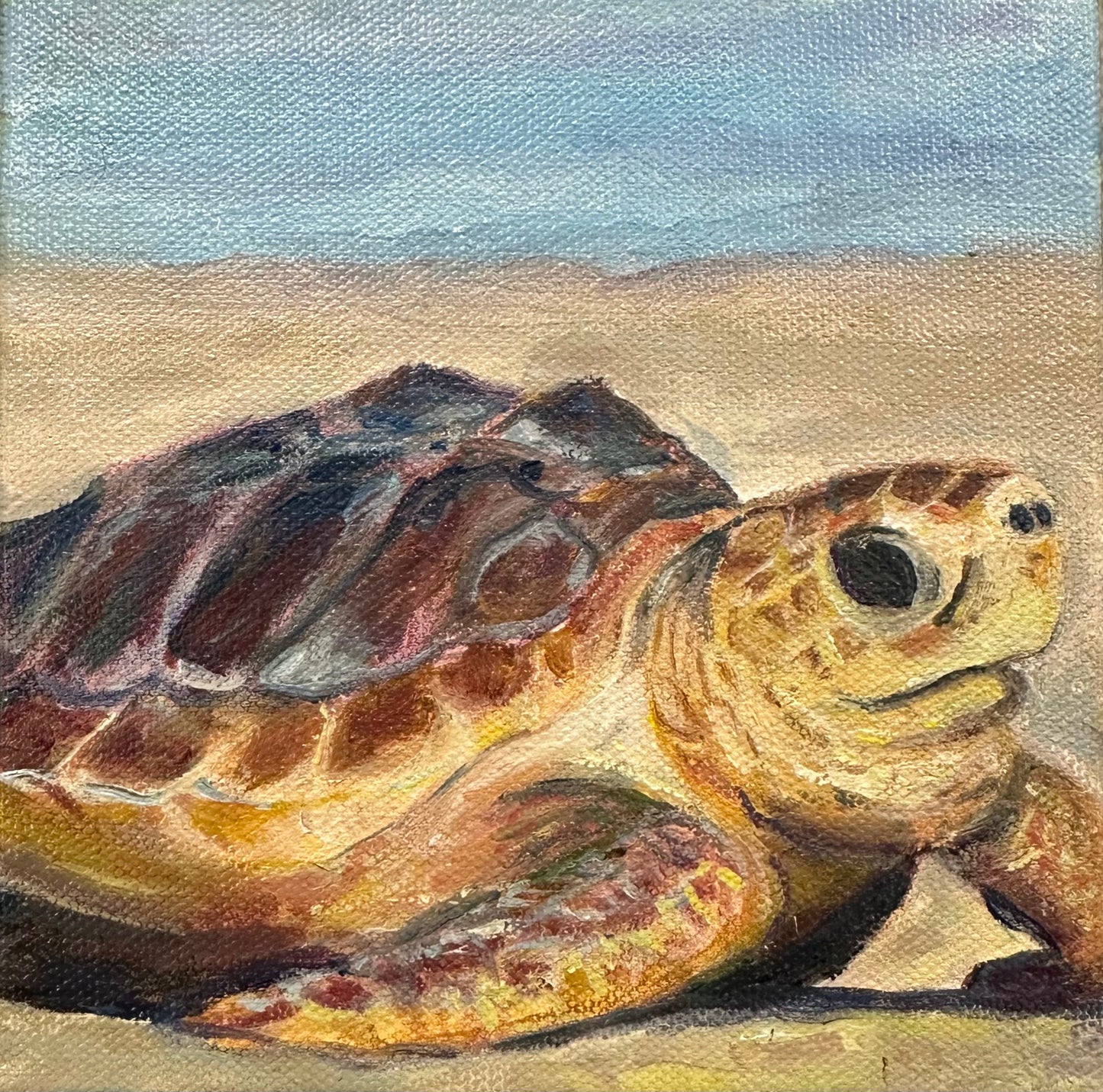 Sea turtle